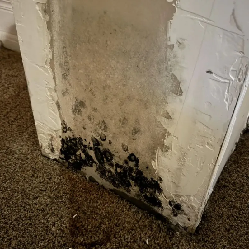 Professional Mold Removal in Huntsville, AR